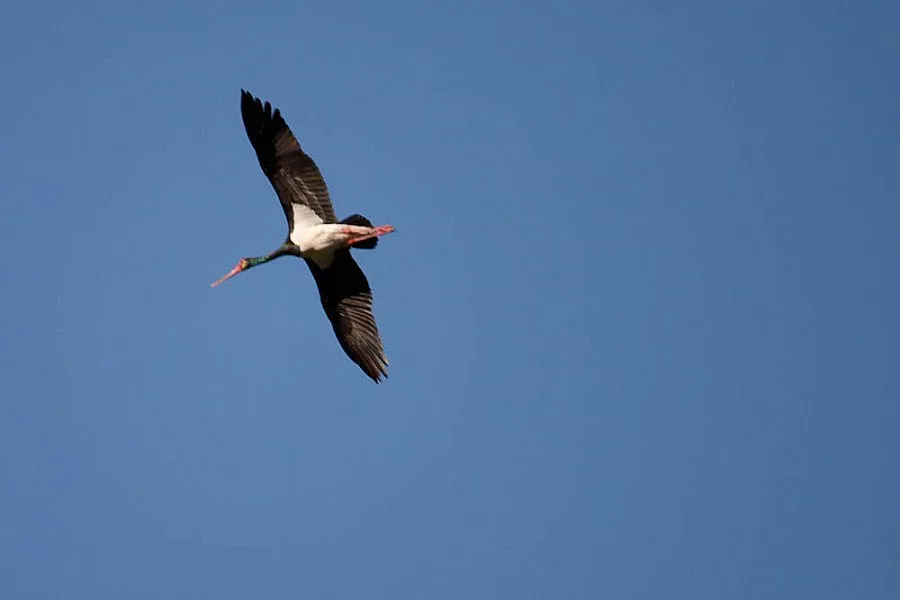 Черен щъркел изуми хората във Врачанско