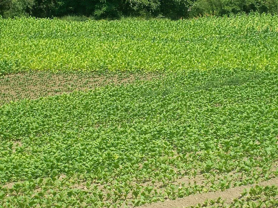 По-малко тютюн в Неврокопско заради ниските цени