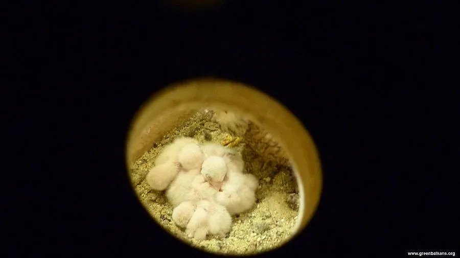 Излюпиха се първите соколчета в Сакар