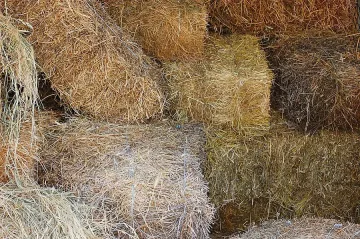 Кралят на Белгия продава сено в нета