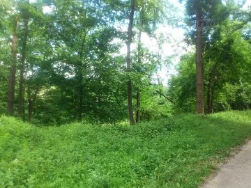 Паднало дърво върху далекопровод изпепели 8 декара горска постеля