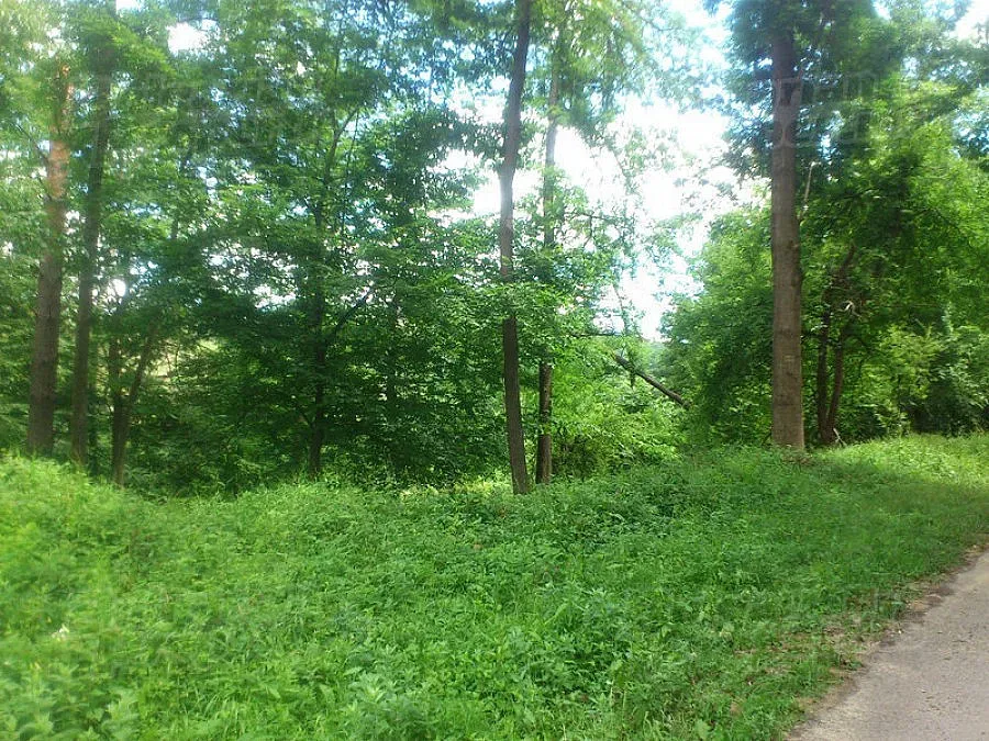 Паднало дърво върху далекопровод изпепели 8 декара горска постеля