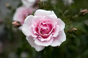 Бойко праща розата на БСП в музей