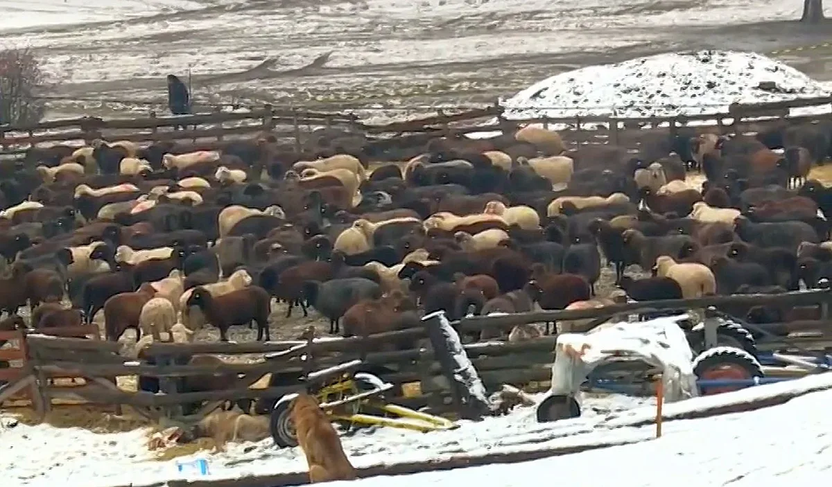 Нова акция. Проверки за болни животни в друг район на България