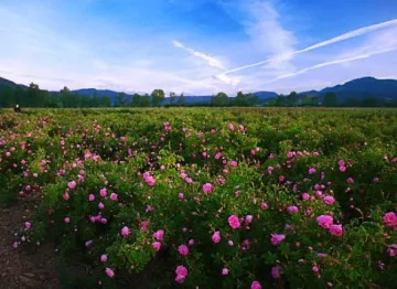 Отпуснати са 500 000 лева за Музей на розата в Казанлък