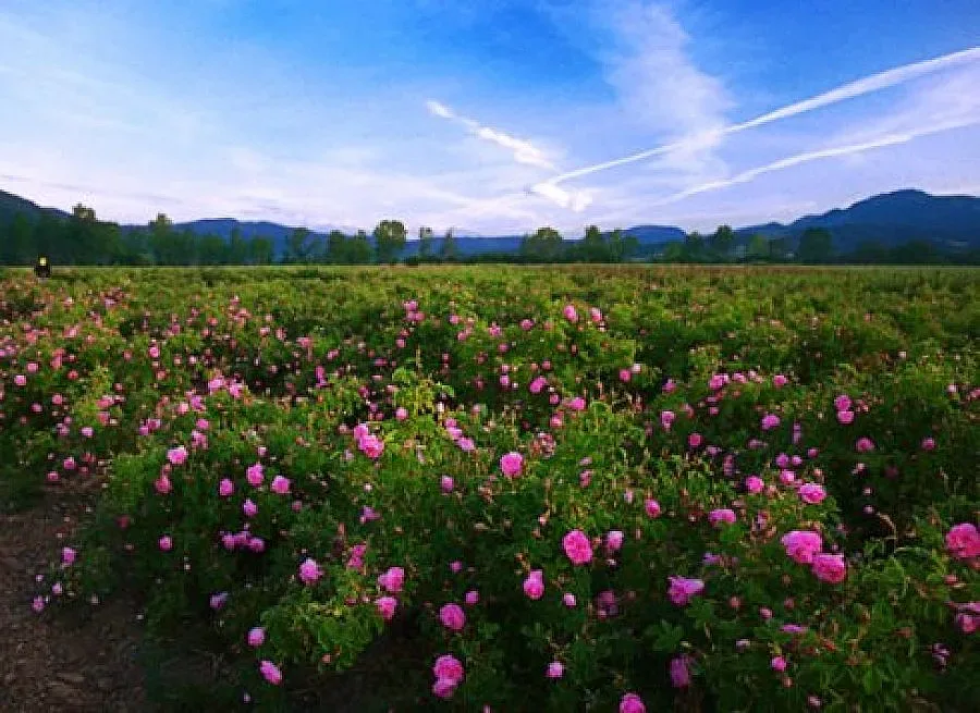 Отпуснати са 500 000 лева за Музей на розата в Казанлък