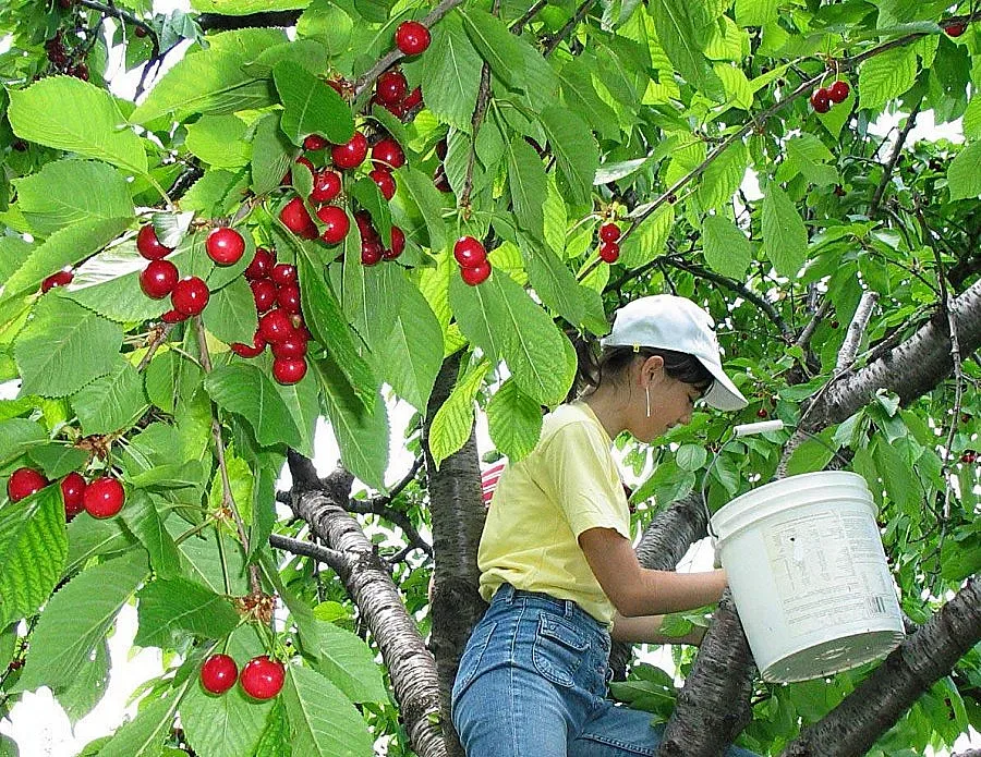 Румънци купуват черешите ни