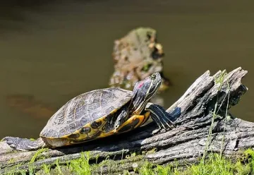 Роми изядоха 17 защитени костенурки