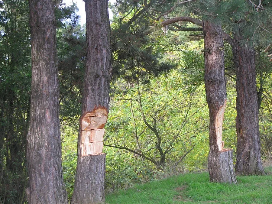 Бракониер се опита да прегази горски