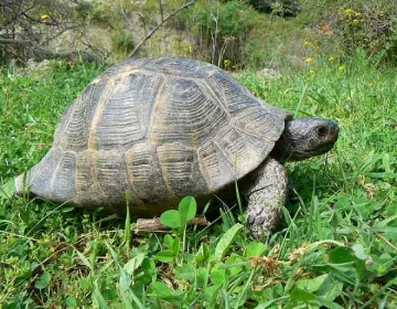 Полицаи заловиха двама, унищожили 17 костенурки