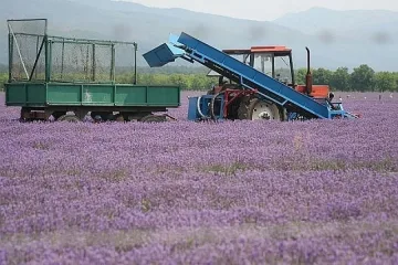 Произвеждаме над 100 т олио от лавандула