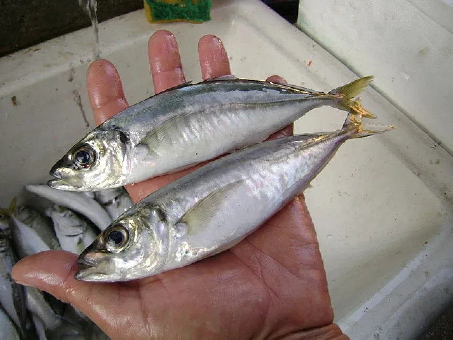 Нашият сафрид по-чист от средиземноморския