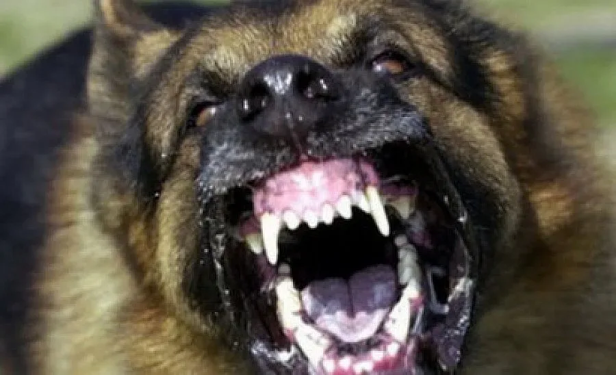 Немска овчарка нахапа инкасаторка