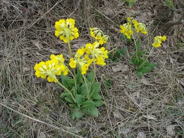 До 5 бона глоба за скъсано урумово лале