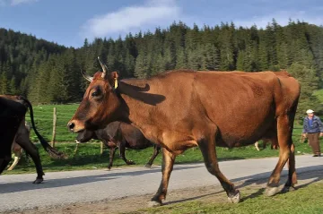 Хилядарка за овчар в Родопите