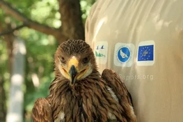 Орелът Волен оцеля край Киев, загина до Сливен