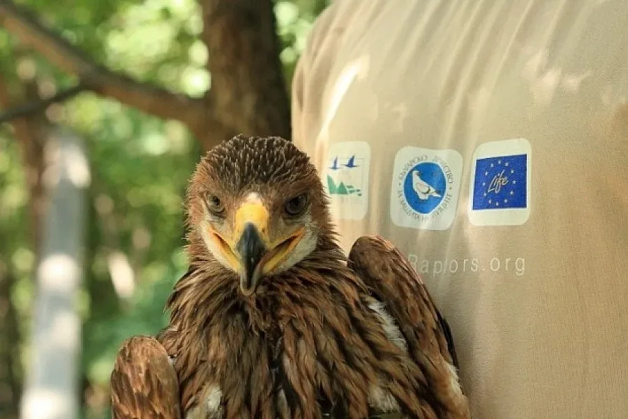 Орелът Волен оцеля край Киев, загина до Сливен