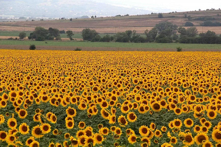 Удължават срока за помощи за фермерите