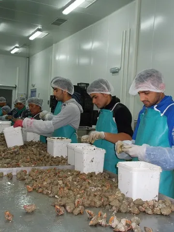 Конкурираме Турция с износ на рапани