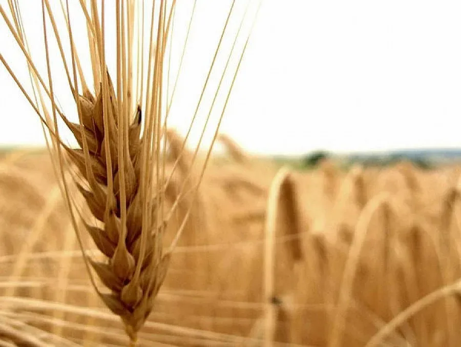 Закриват службата по зърното