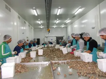 Министър Танева откри фабрика в Каварна