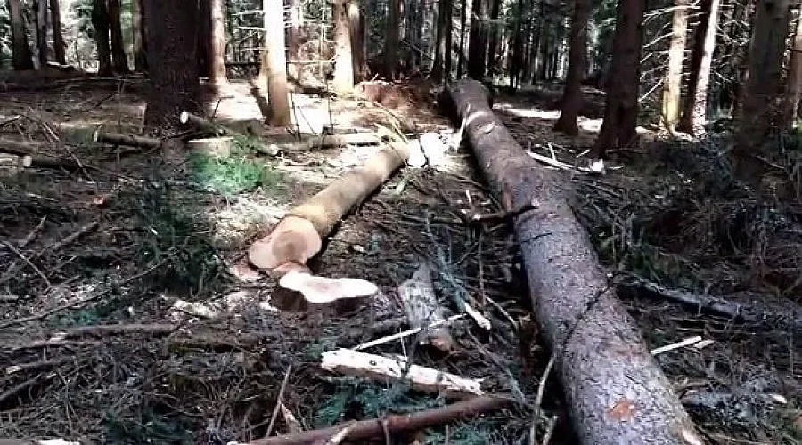 Уволниха горски шеф във Видин