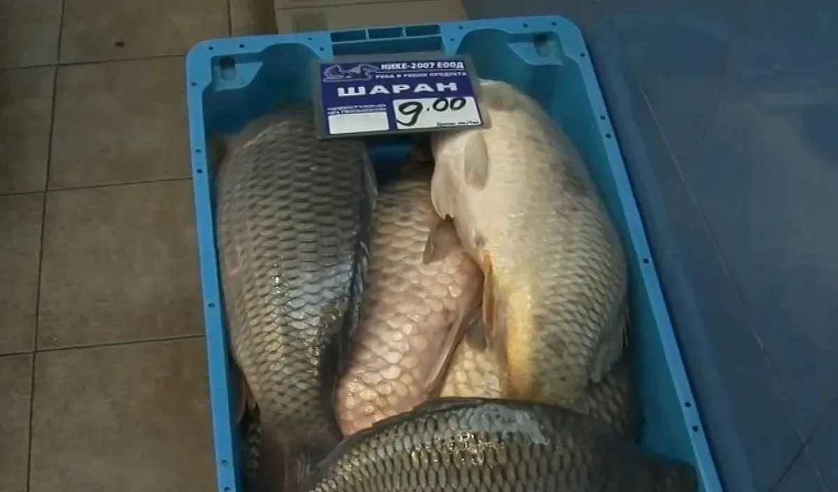 Взеха ни за шарани! Българи се уплашиха от цената на рибата за Никулден