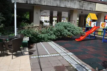 Огнеборци и общинари отстраниха паднали дървета и клони