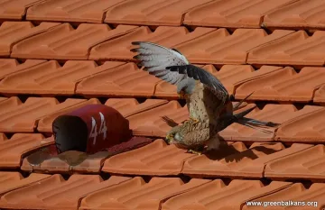 В Сакар вече има колония от белошипи ветрушки 