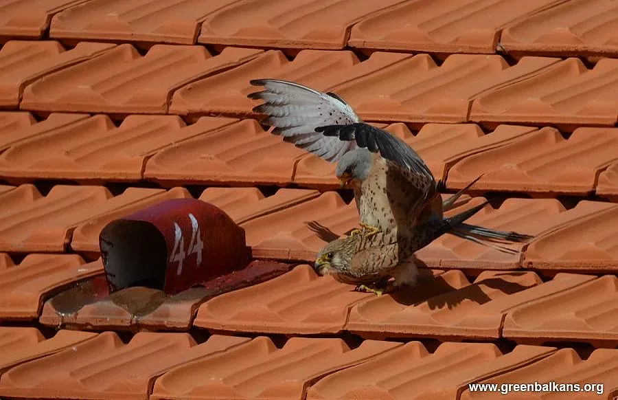 В Сакар вече има колония от белошипи ветрушки 
