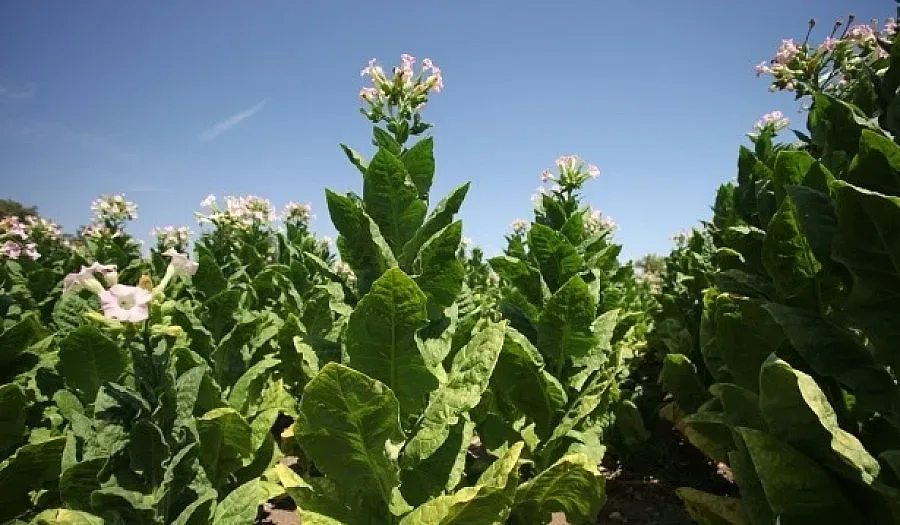 Започна кампанията за разсаждане на тютюна в Кърджалийско