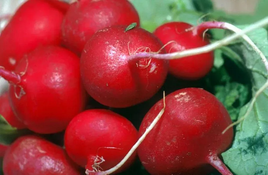 Експерт: Най-много нитрати има в лука и репичките