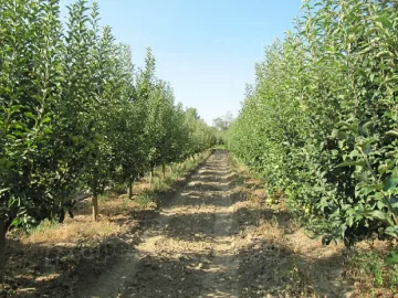 Студената пролет забавя развитието на овошките