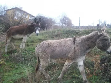 Село иска да се грижи за магарета в приют