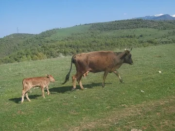 Говеда палят война в две села