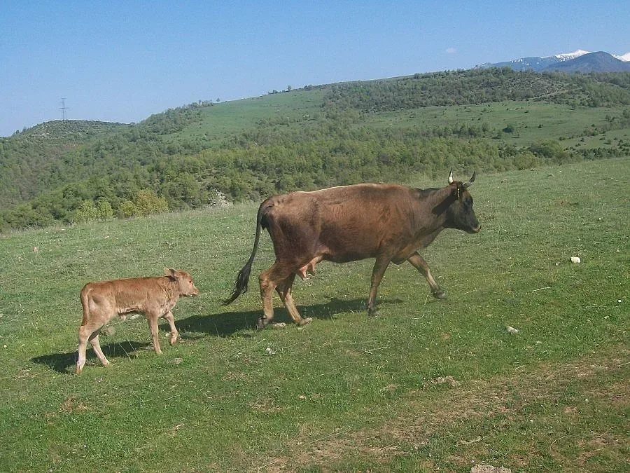 Говеда палят война в две села