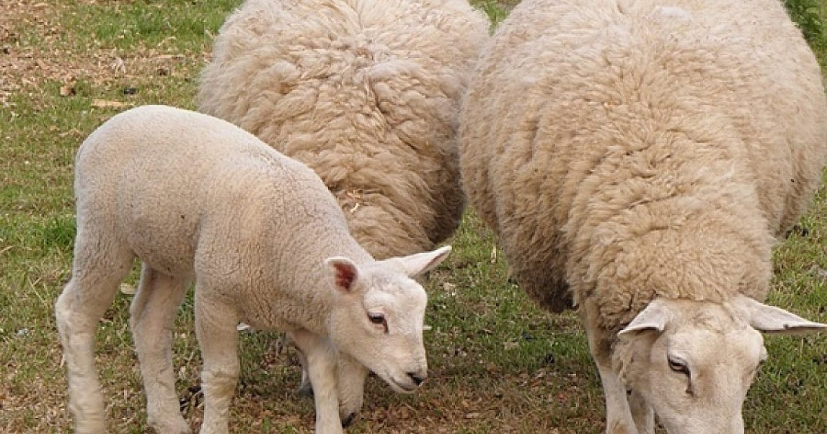 Голяма драма с агнешкото за Великден