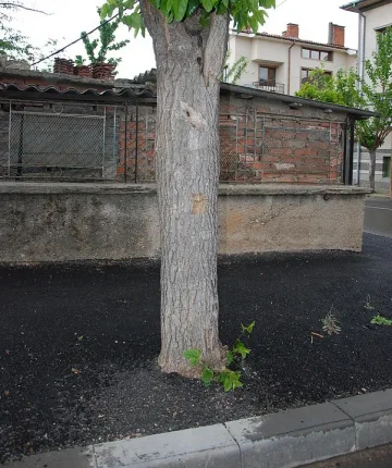 Асфалтираха дървета и в Харманли