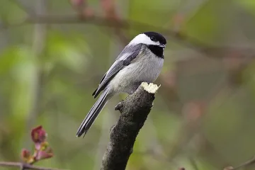 Всеки шести животински вид пред риск от изчезване