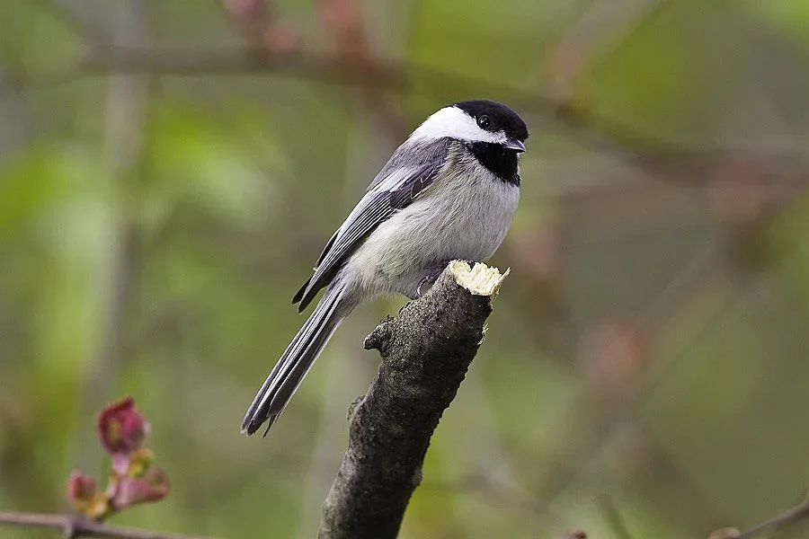 Всеки шести животински вид пред риск от изчезване