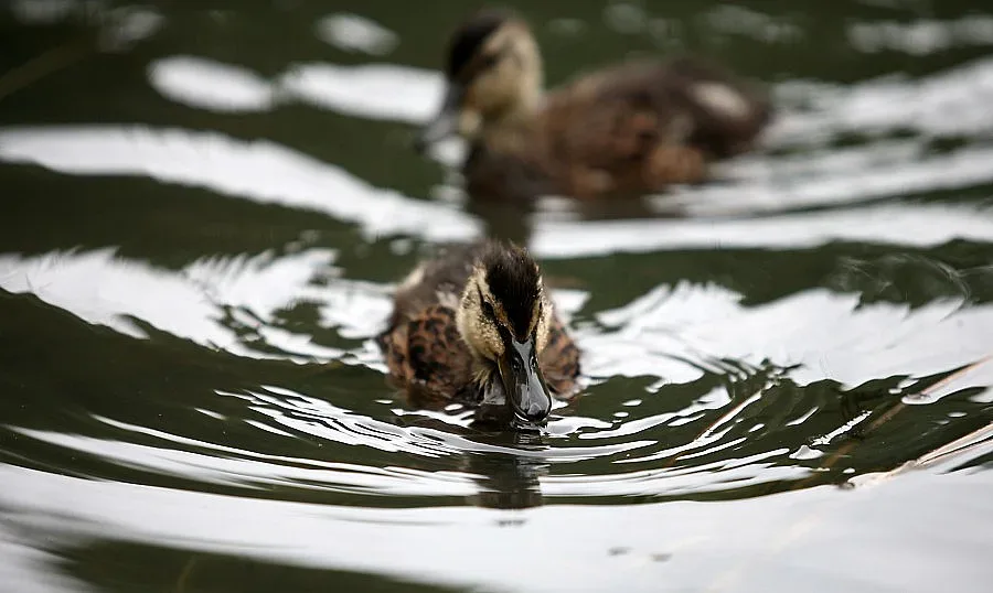 Променлива облачност в сряда