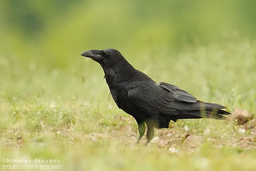 Битка между наша котка и гарван възхити Yahoo (видео)