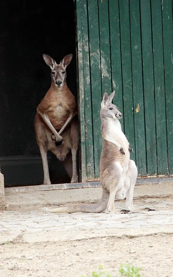 Белград ни подари семейство кенгура