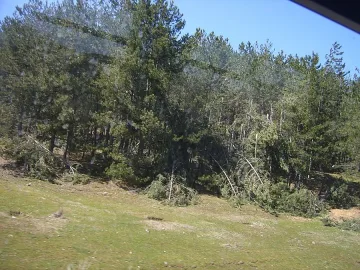 Хиляди паднали дървета в Родопите след снега през март 