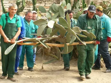 Бодливи гиганти заемат местата си в Божествената градина