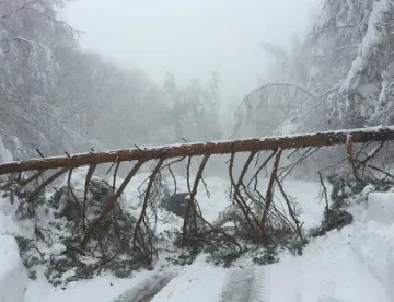 Над 720 хиляди лв. за умрели животни в снежното бедствие в Кърджалийско