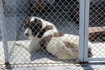 Модерен приют за кучета работи в Благоевград