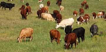 Дават 5 млн. лв. на животновъдите