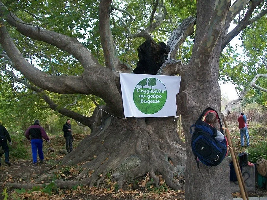 Старият чинар изправи един срещу друг граждански клуб и общината