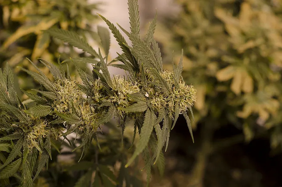 Шефът на борбата с наркотиците в САЩ си отива след секс скандал